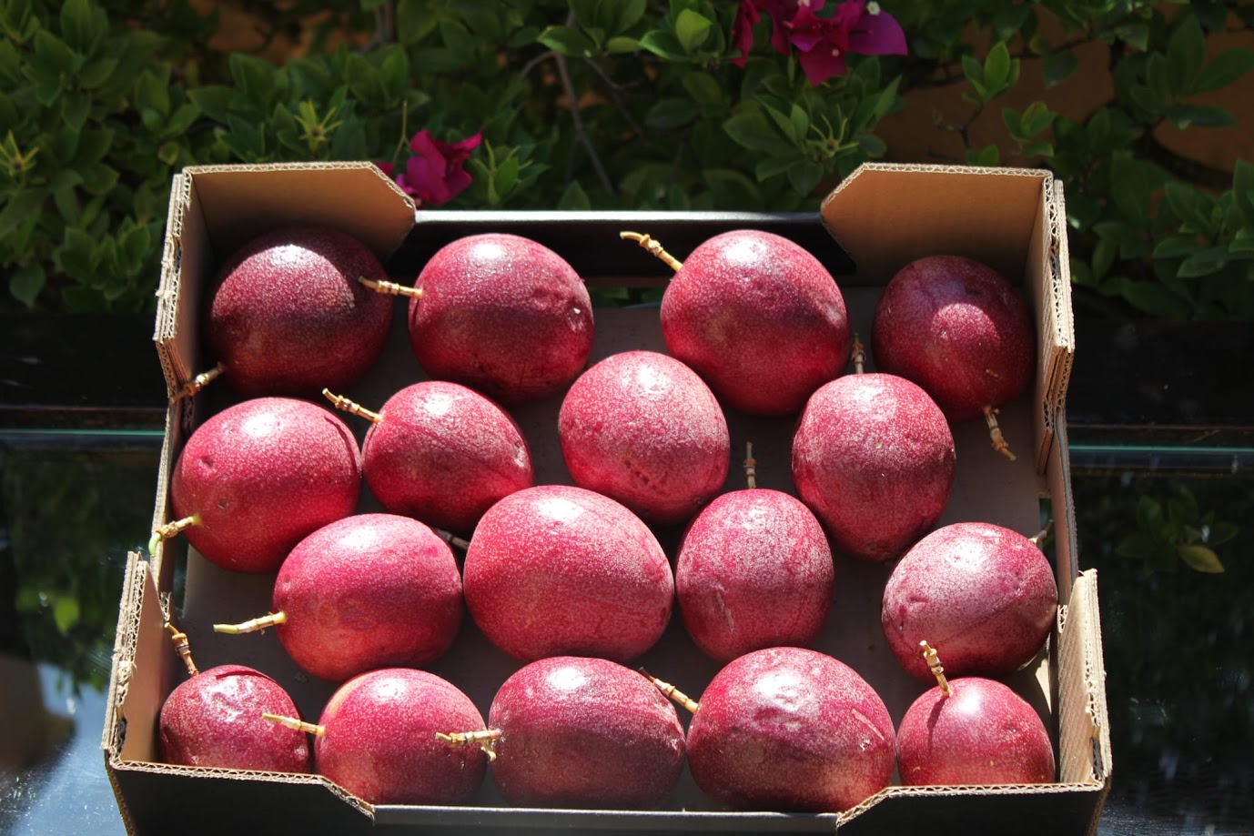 Passion Fruit - immagine 2